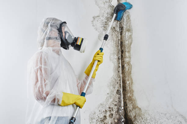 Best Emergency Mold Remediation in Clinton, OH