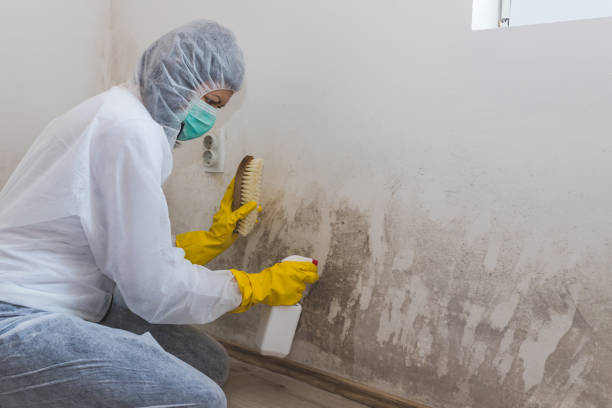 Clinton, OH Mold Removal Company